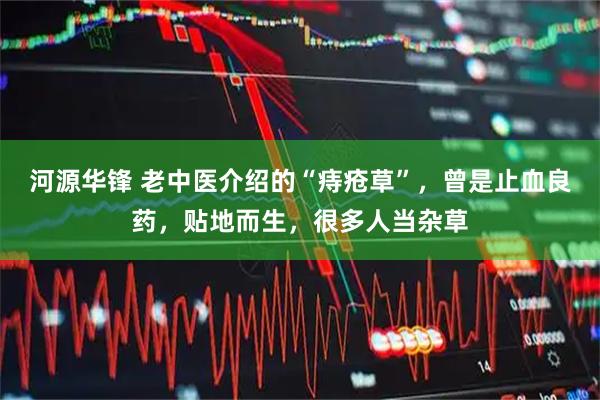 河源华锋 老中医介绍的“痔疮草”，曾是止血良药，贴地而生，很多人当杂草